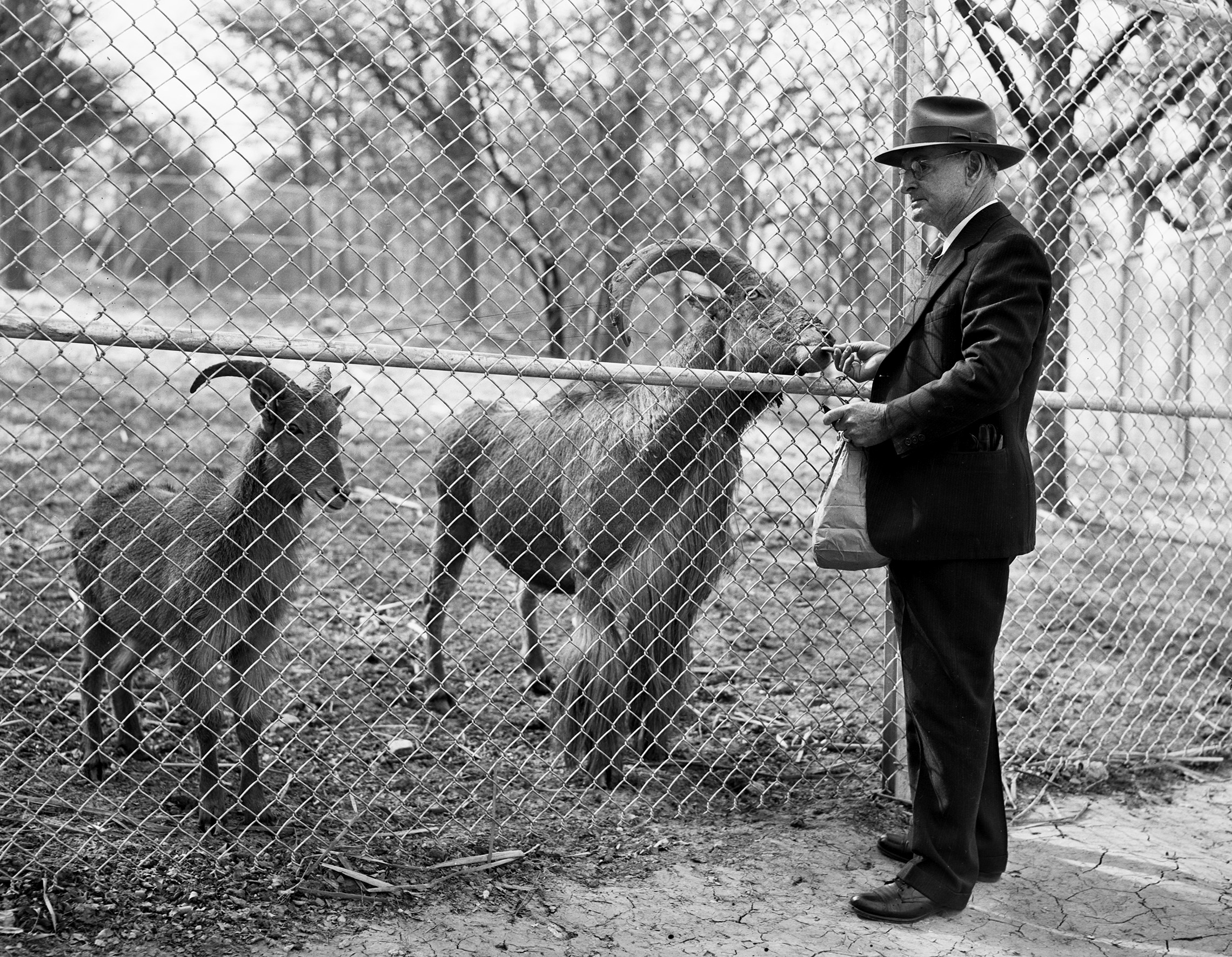 B. F. Wilkins feeding animals at the Forest Park Zoo | UTA Libraries  Digital Gallery