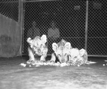 Forest Park Zoo animals in winter quarters: 10-week old lion cubs eating meat with cod liver oil, October 1937