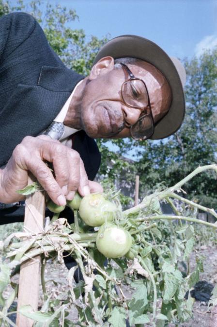 Calvin Littlejohn examining damaged tomatoes at the Near Southeast Citizens Committee Inc. community garden