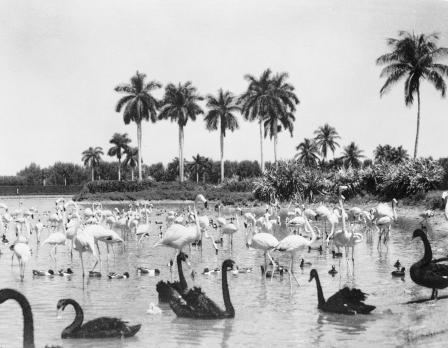 Wildlife in river surrounded by palm trees