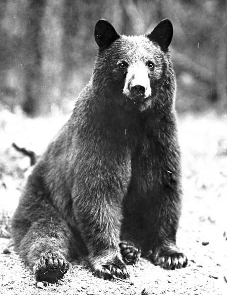 Photograph of a bear sitting and looking into camera