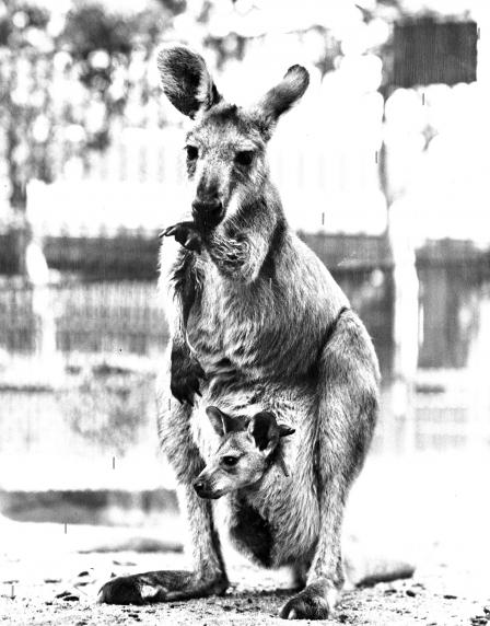Photograph of kangaroo with offspring in its pouch