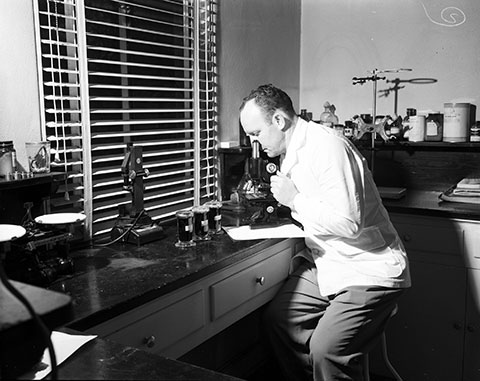 Technician Lawrence L. Unkart studies malaria-smear under microscope