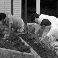 Ricky Newberry (left), Fred Bedford, and Donna Davis gardening